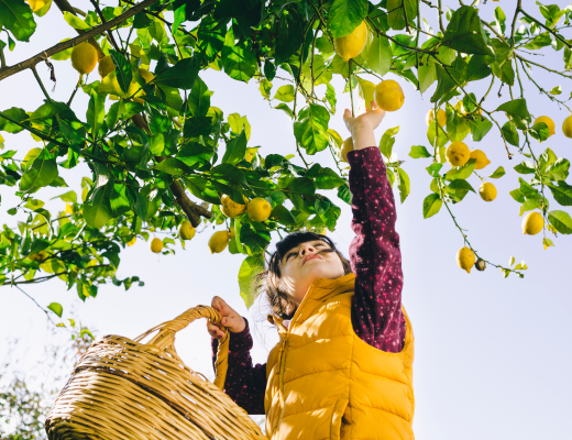 Fruits Combining Advanced Complications  And Adaptable Decoration